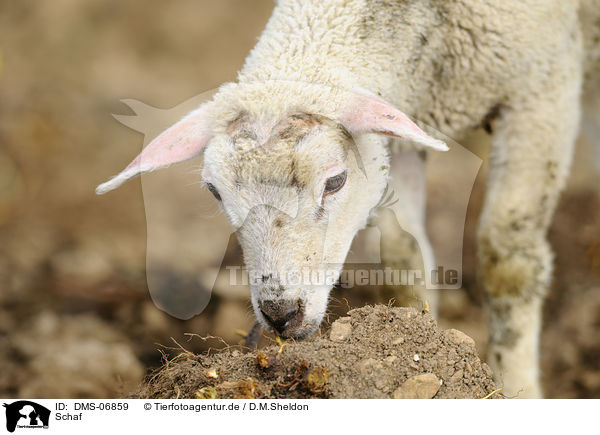 Schaf / sheep / DMS-06859