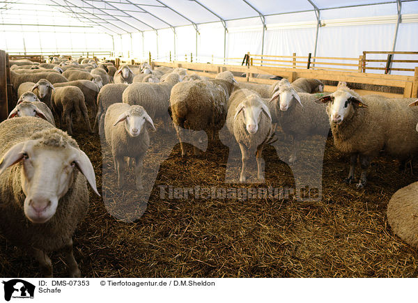 Schafe / sheeps / DMS-07353