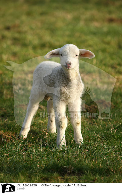 Lamb / lamb / AB-02826