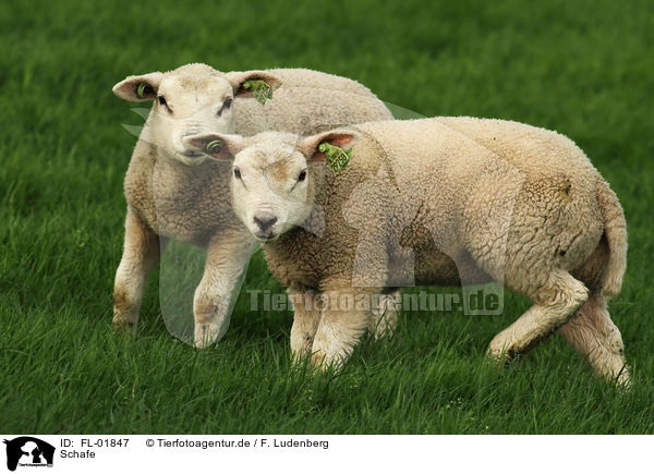 Schafe / sheeps / FL-01847