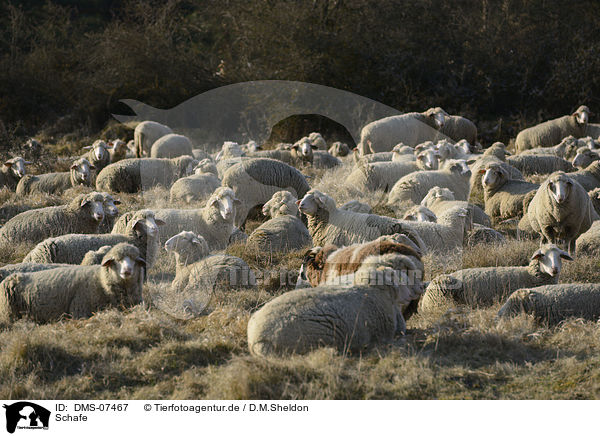 Schafe / sheeps / DMS-07467