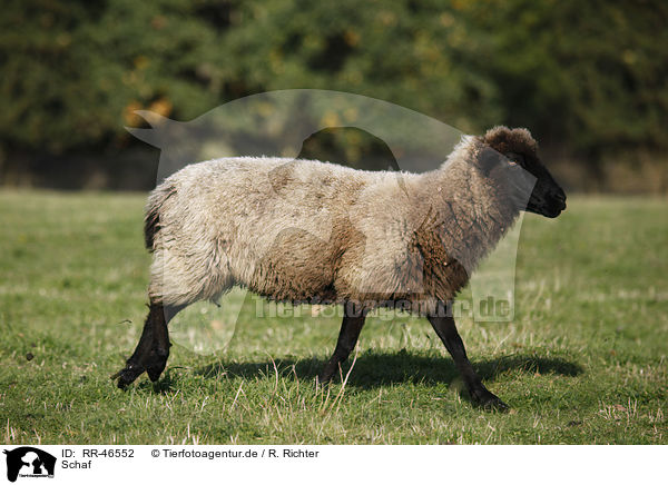 Schaf / sheep / RR-46552