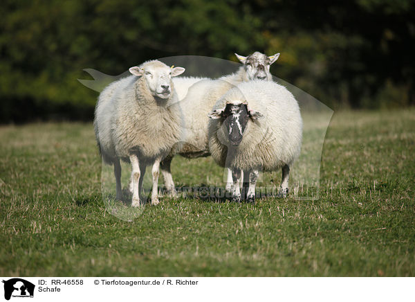 Schafe / sheeps / RR-46558