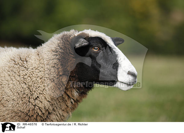 Schaf / sheep / RR-46576
