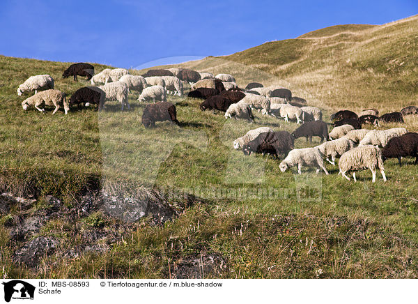 Schafe / sheeps / MBS-08593