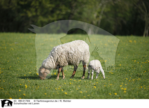 Schafmutter mit Lamm / sheep with lamb / RR-51789