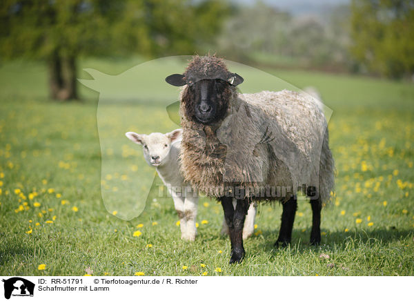 Schafmutter mit Lamm / sheep with lamb / RR-51791
