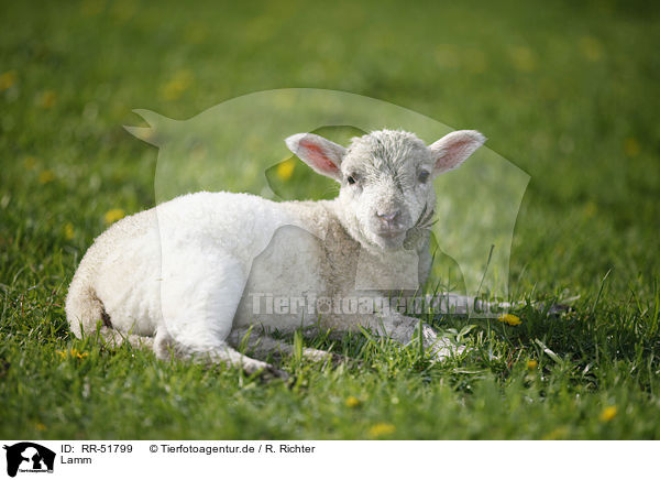 Lamm / lamb / RR-51799