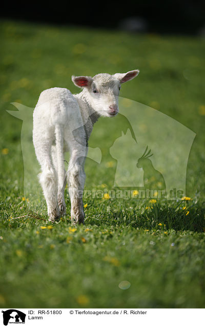 Lamm / lamb / RR-51800