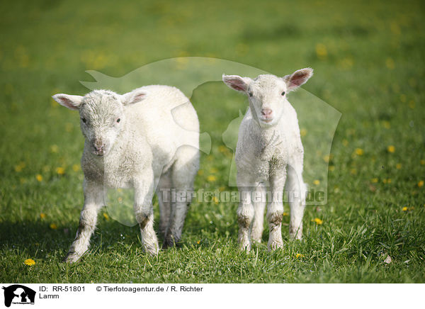 Lamm / lamb / RR-51801