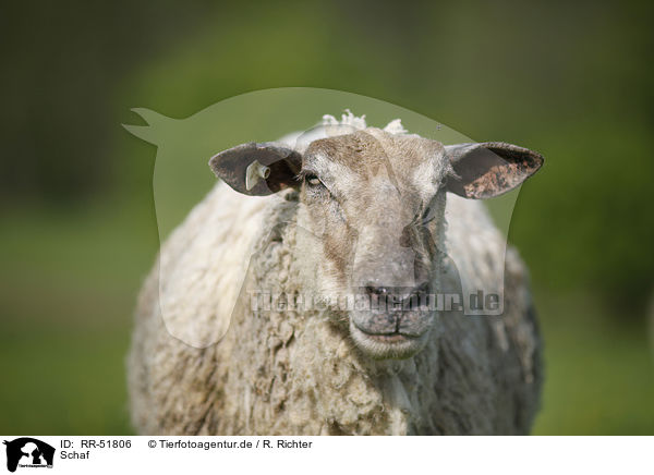 Schaf / sheep / RR-51806