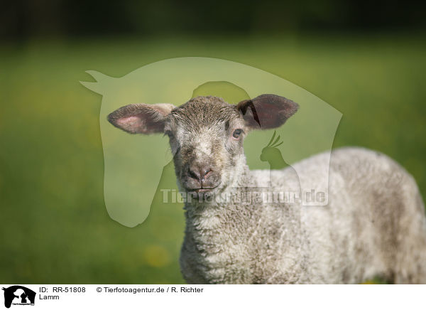Lamm / lamb / RR-51808