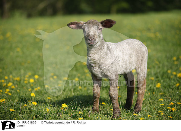 Lamm / lamb / RR-51809