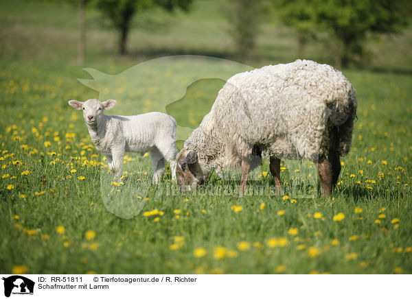 Schafmutter mit Lamm / sheep with lamb / RR-51811