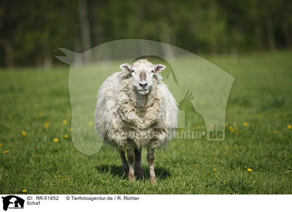 Schaf / sheep / RR-51852