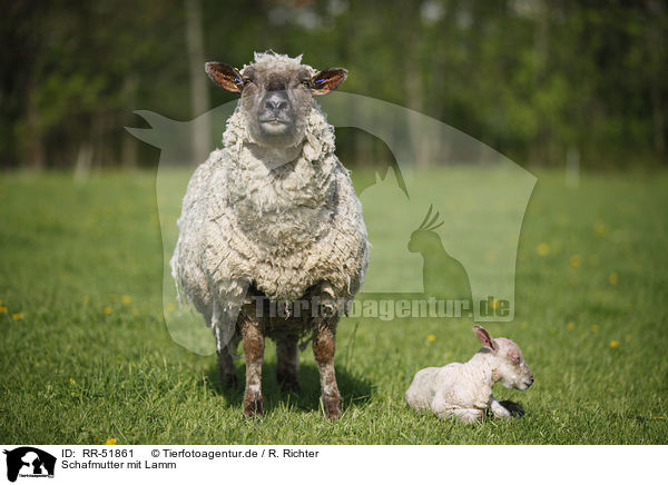 Schafmutter mit Lamm / sheep with lamb / RR-51861