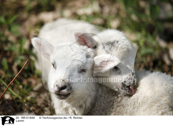 Lamm / lamb / RR-51888