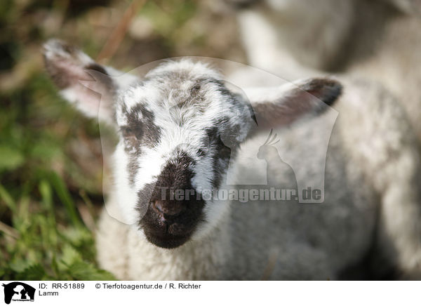 Lamm / lamb / RR-51889