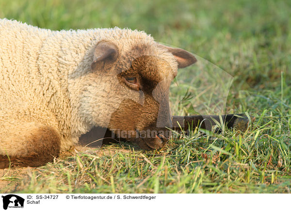 Schaf / sheep / SS-34727