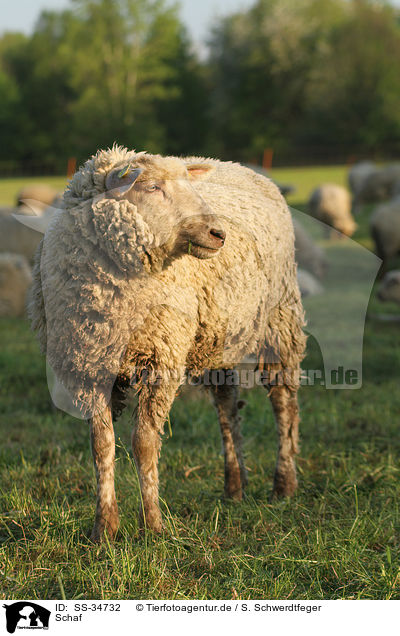 Schaf / sheep / SS-34732