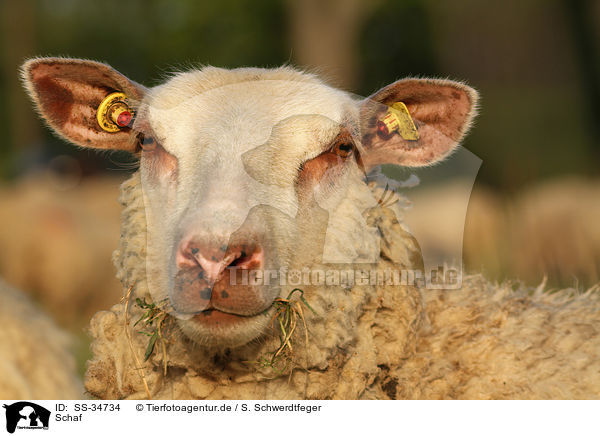Schaf / sheep / SS-34734