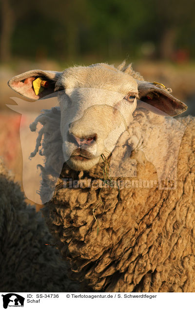 Schaf / sheep / SS-34736