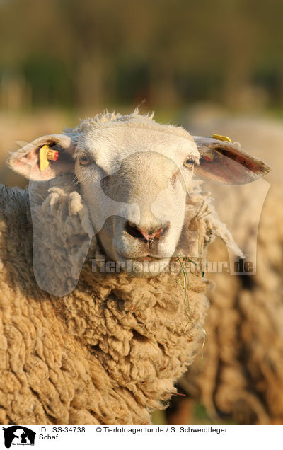 Schaf / sheep / SS-34738