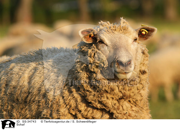 Schaf / sheep / SS-34743