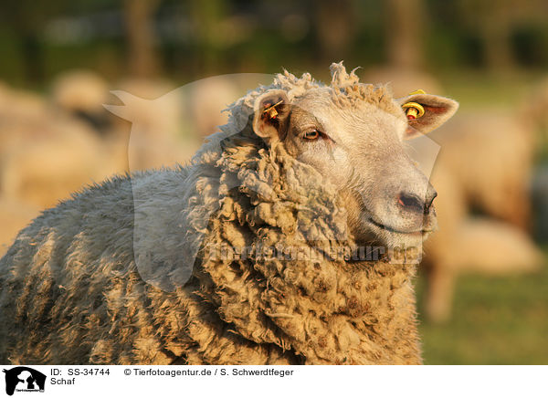 Schaf / sheep / SS-34744
