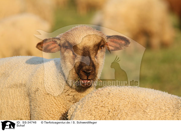 Schaf / sheep / SS-34746