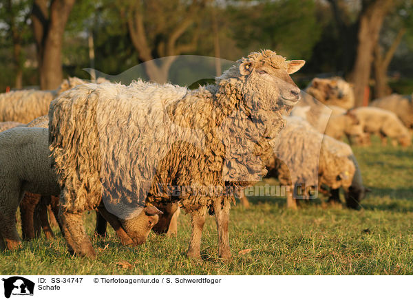 Schafe / sheeps / SS-34747