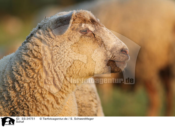 Schaf / sheep / SS-34751