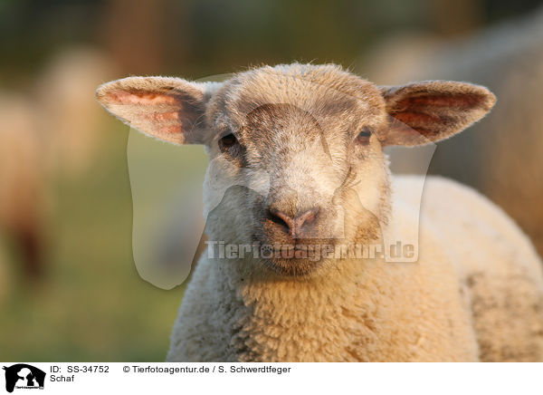Schaf / sheep / SS-34752