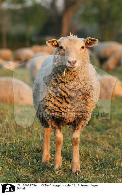 Schaf / sheep / SS-34754