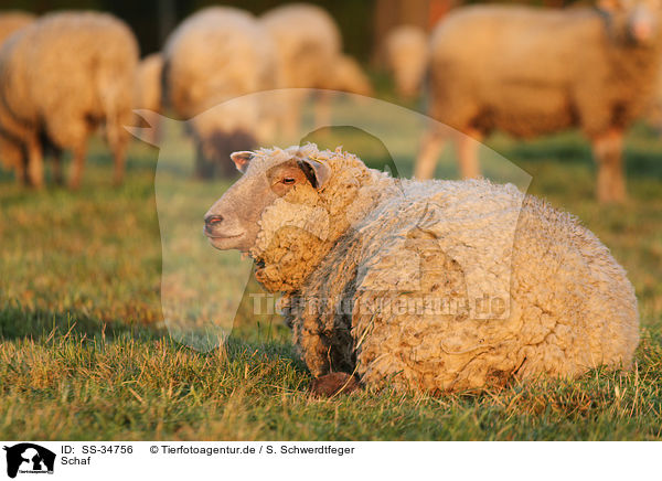 Schaf / sheep / SS-34756