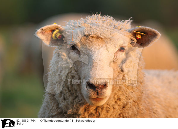 Schaf / sheep / SS-34764