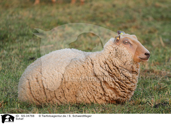 Schaf / sheep / SS-34768