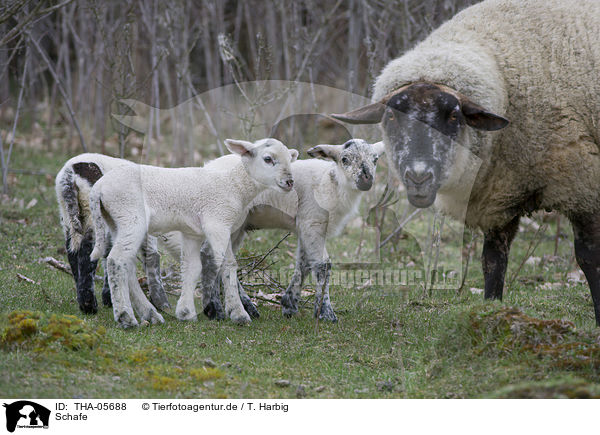Schafe / sheeps / THA-05688