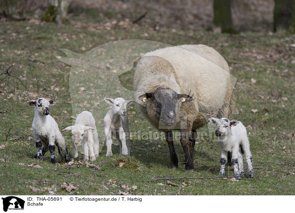 Schafe / sheeps / THA-05691