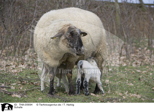 Schafe / sheeps / THA-05694