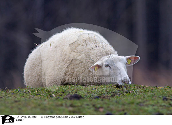Schaf / sheep / AVD-03390