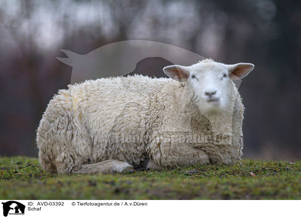 Schaf / sheep / AVD-03392