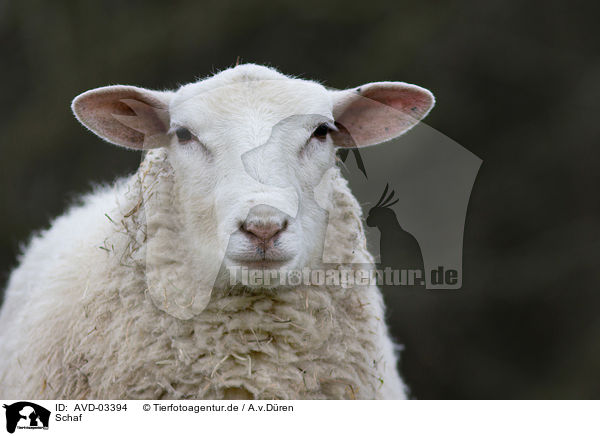 Schaf / sheep / AVD-03394