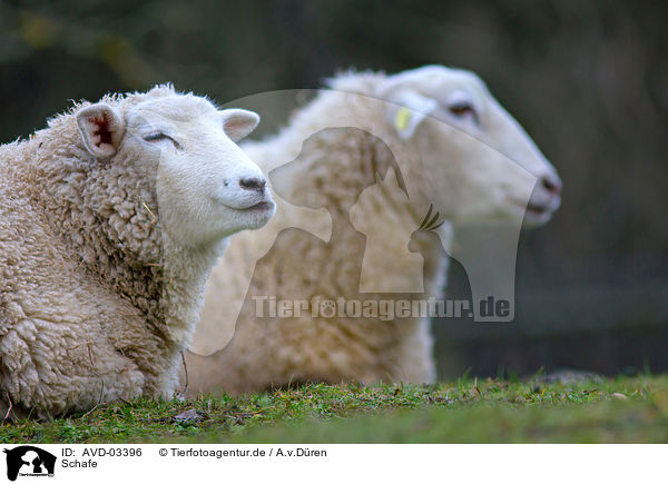 Schafe / sheeps / AVD-03396