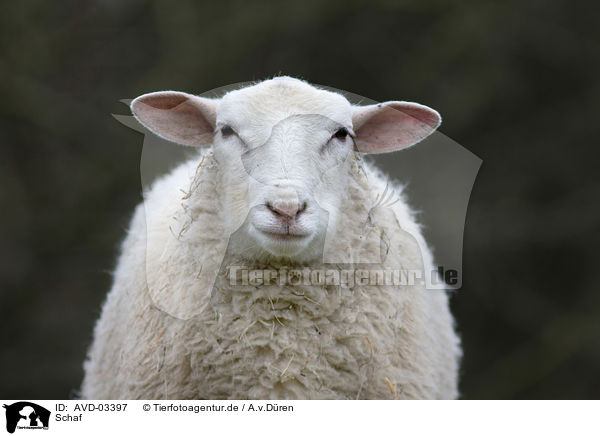 Schaf / sheep / AVD-03397