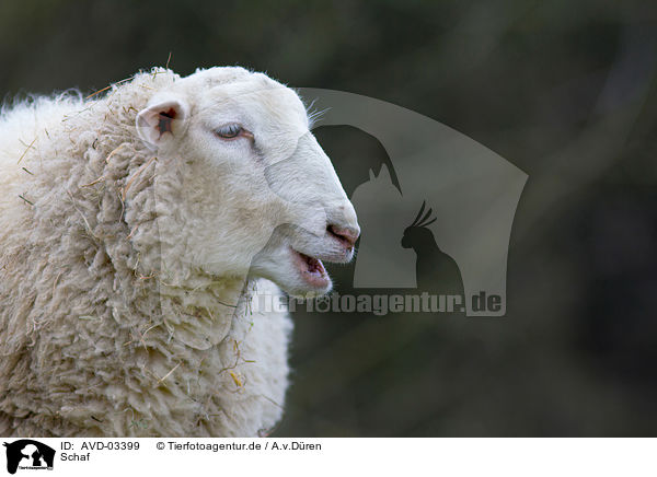 Schaf / sheep / AVD-03399