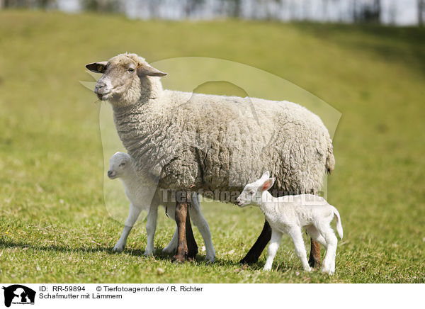Schafmutter mit L�mmern / sheep mother with lambs / RR-59894