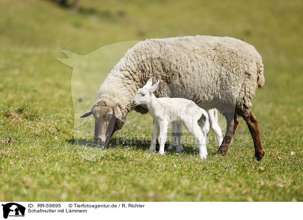 Schafmutter mit Lmmern / sheep mother with lambs / RR-59895