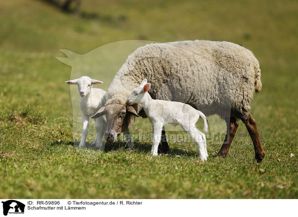 Schafmutter mit L�mmern / sheep mother with lambs / RR-59896