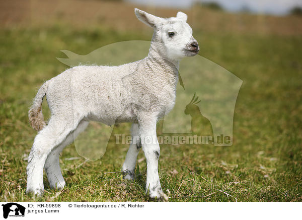 junges Lamm / young lamb / RR-59898